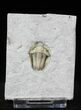 Rare, Snout-Nosed Spathacalymene Trilobite - Indiana #23288-2